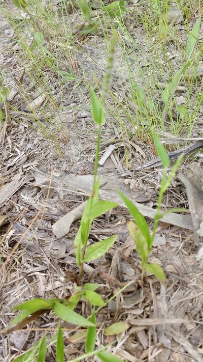 Paspalum nutans, photographed by Shawn O'Donnell