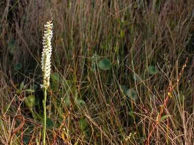 Spiranthes odorata, photographed by NC Wetlands