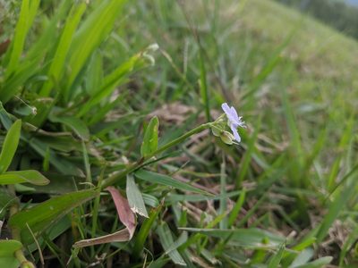 Murdannia loriformis, photographed by Cheng-Te Hsu