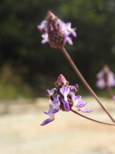 Coleus strobilifer, photographed by Hopeland