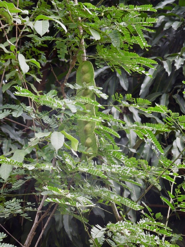Entada chrysostachys, photographed by Shawn O'Donnell