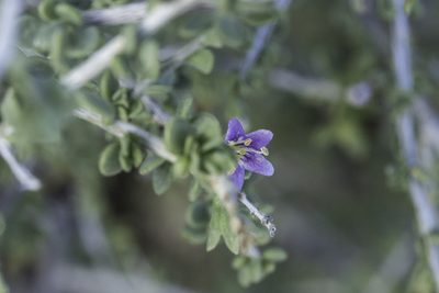 Lycium parishii, photographed by Craig Martin