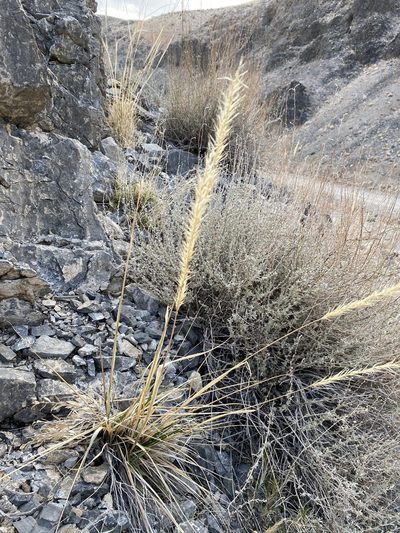 Eriocoma parishii, photographed by Matt Berger
