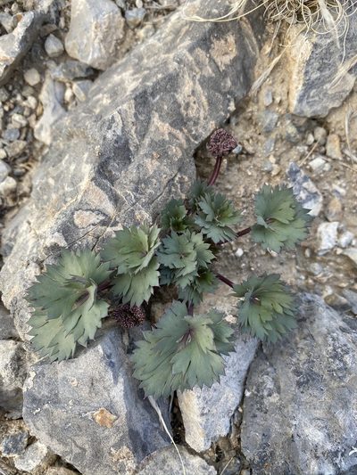 Cymopterus gilmanii, photographed by Matt Berger