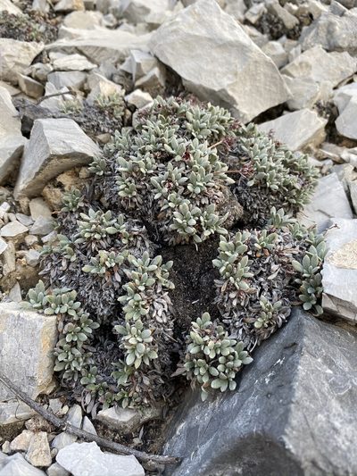 Eriogonum gilmanii, photographed by Matt Berger
