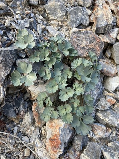 Cymopterus gilmanii, photographed by Matt Berger