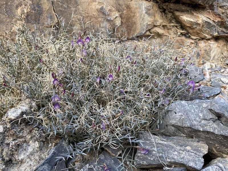 Astragalus panamintensis, photographed by Matt Berger