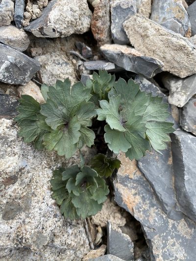 Cymopterus gilmanii, photographed by Matt Berger