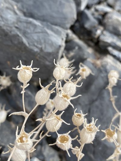 Mentzelia oreophila, photographed by Matt Berger