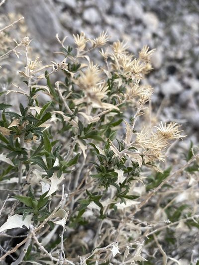 Adiaphila brickellioides, photographed by Matt Berger
