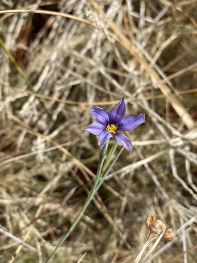 Sisyrinchium funereum, photographed by Matt Berger