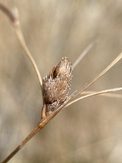 Fimbristylis thermalis, photographed by Matt Berger