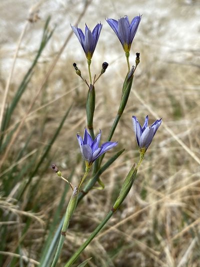Sisyrinchium funereum, photographed by Matt Berger