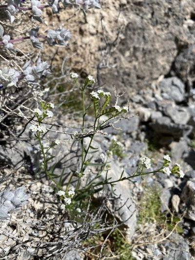 Cryptantha utahensis, photographed by Matt Berger