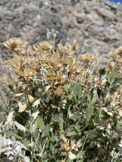 Adiaphila brickellioides, photographed by Matt Berger