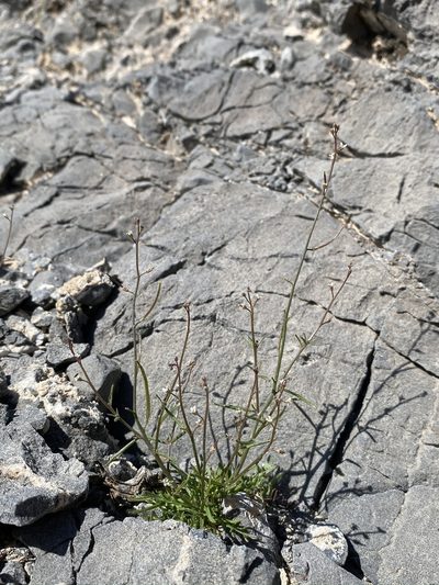 Sibara deserti, photographed by Matt Berger