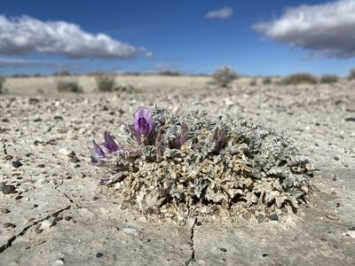 Astragalus phoenix, photographed by Matt Berger