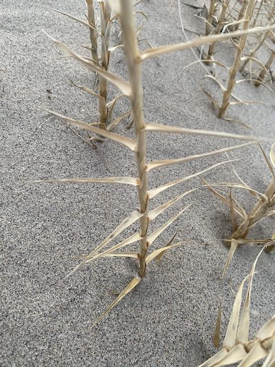 Swallenia alexandrae, photographed by Matt Berger