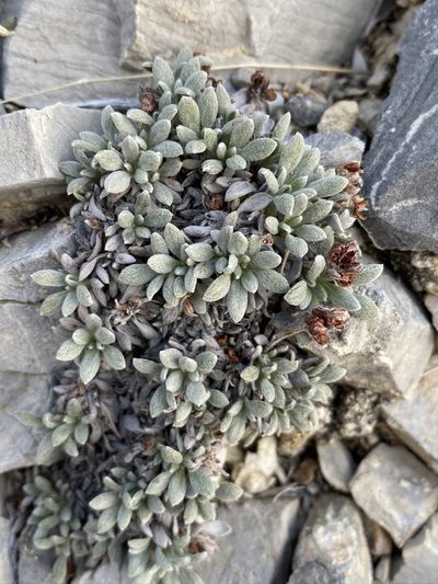 Eriogonum gilmanii, photographed by Matt Berger