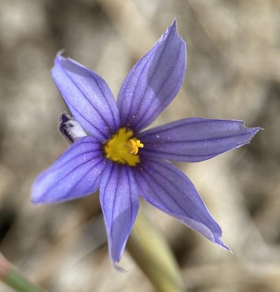 Sisyrinchium funereum, photographed by Matt Berger