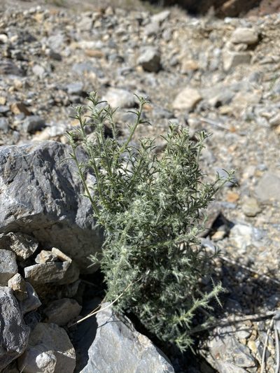 Johnstonella racemosa, photographed by Matt Berger