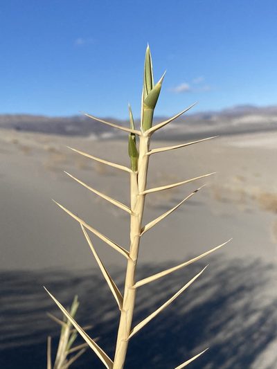 Swallenia alexandrae, photographed by Matt Berger