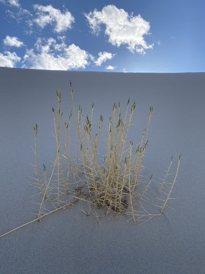 Swallenia alexandrae, photographed by Matt Berger