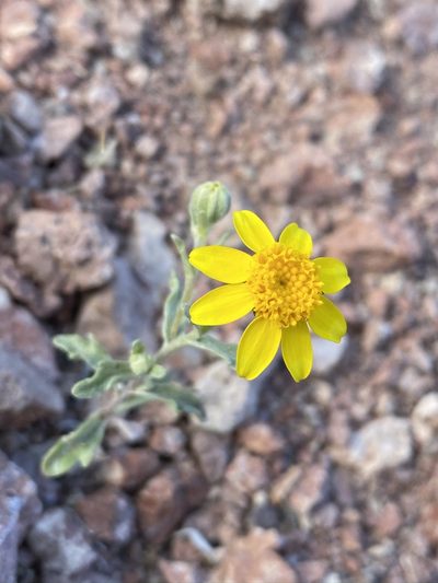 Eriophyllum ambiguum, photographed by Matt Berger
