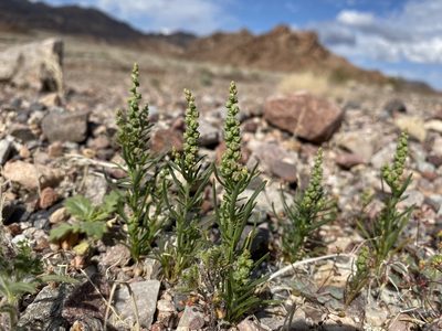 Oligomeris linifolia, photographed by Matt Berger