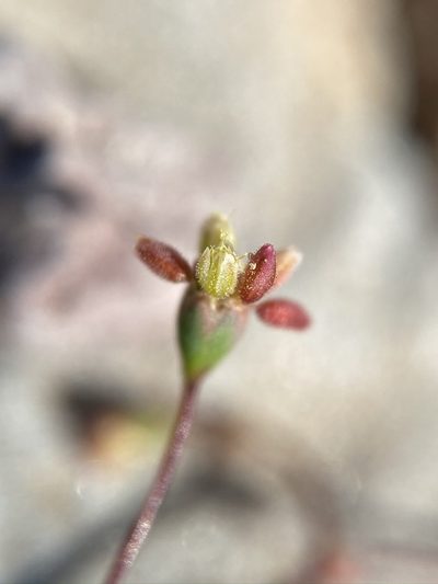 Eriogonum reniforme, photographed by Matt Berger