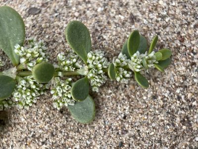 Achyronychia cooperi, photographed by Matt Berger