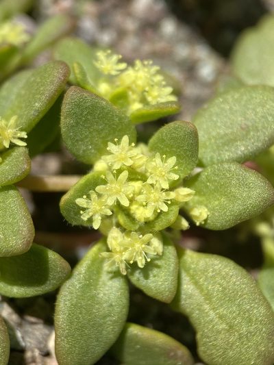 Gilmania luteola, photographed by Matt Berger
