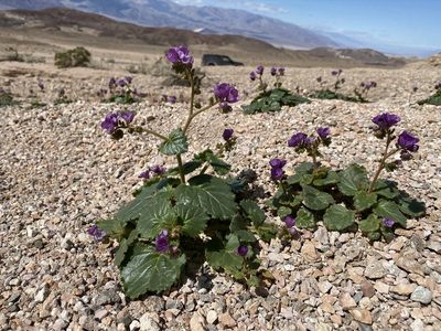 Phacelia calthifolia