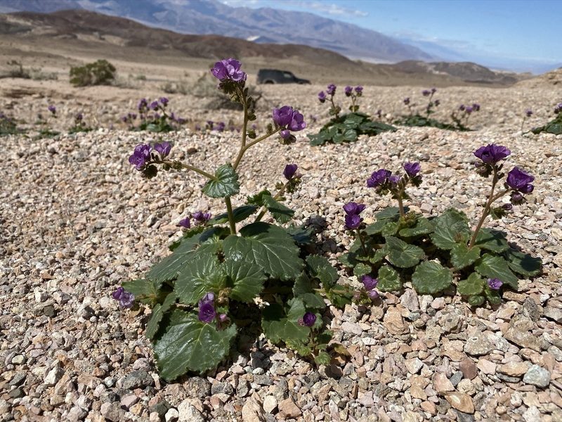 Phacelia calthifolia, photographed by Matt Berger