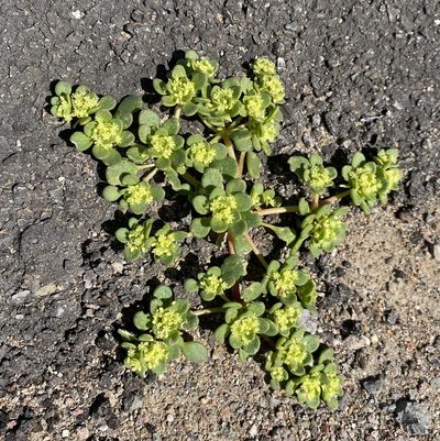 Gilmania luteola, photographed by Matt Berger