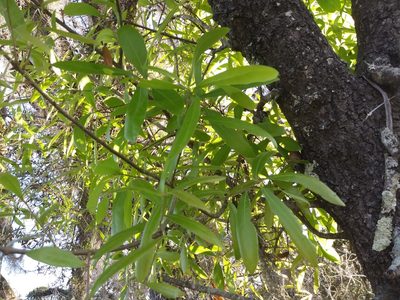 Quercus hemisphaerica, photographed by Daniel Estabrooks