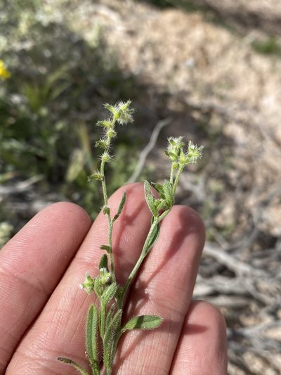 Cryptantha recurvata, photographed by Matt Berger