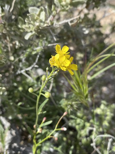 Physaria tenella, photographed by Matt Berger