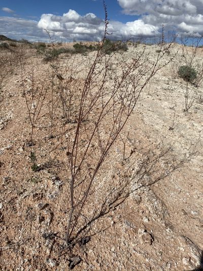Eriogonum exaltatum, photographed by Matt Berger