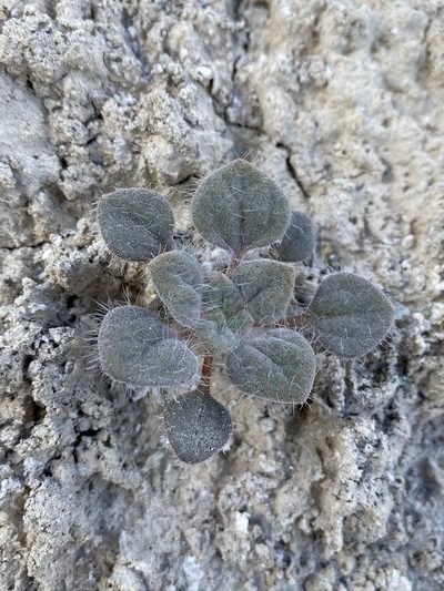 Psathyrotes pilifera, photographed by Matt Berger