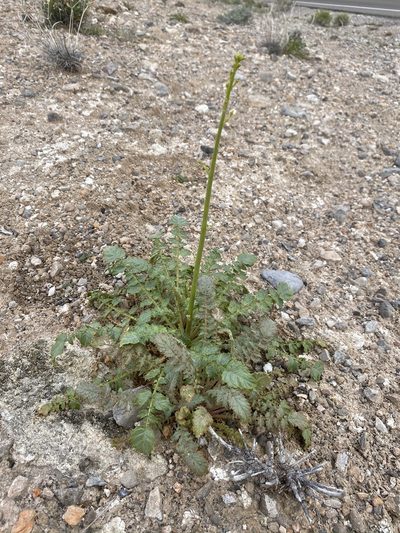 Chylismia walkeri, photographed by Matt Berger