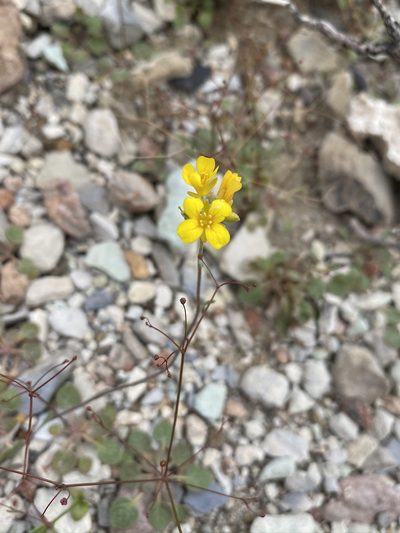 Physaria tenella, photographed by Matt Berger