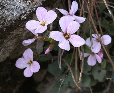 Arabis purpurea, photographed by desertnaturalist