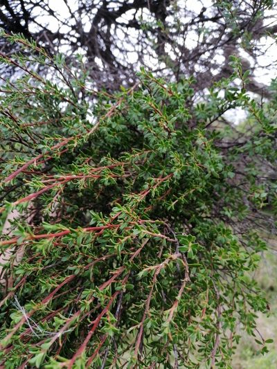 Kunzea amathicola, photographed by Andy McKay