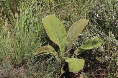 Berkheya setifera, photographed by Tony Rebelo