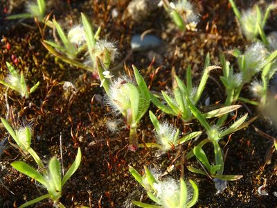 Plantago cretica, photographed by Grzegorz Grzejszczak