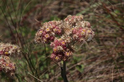 Helichrysum appendiculatum, photographed by Tony Rebelo