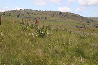 Watsonia pulchra, photographed by Tony Rebelo