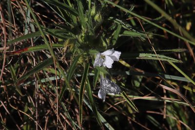 Monsonia attenuata, photographed by Tony Rebelo