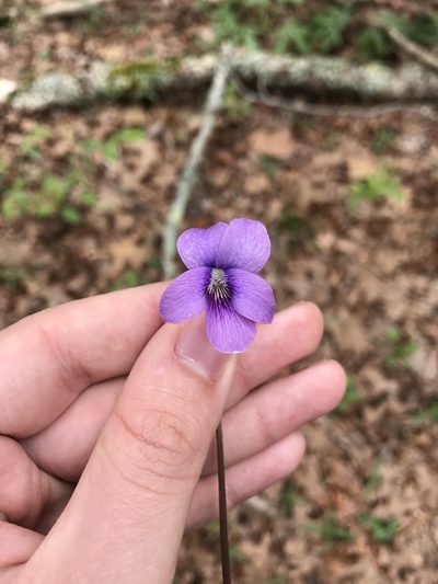 Viola palmata, photographed by Blake Bringhurst